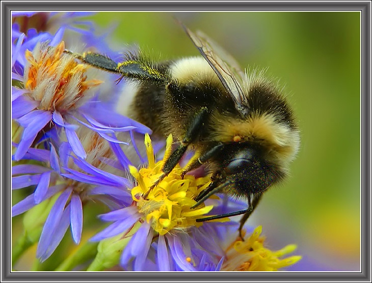 RFID на страже тропических лесов